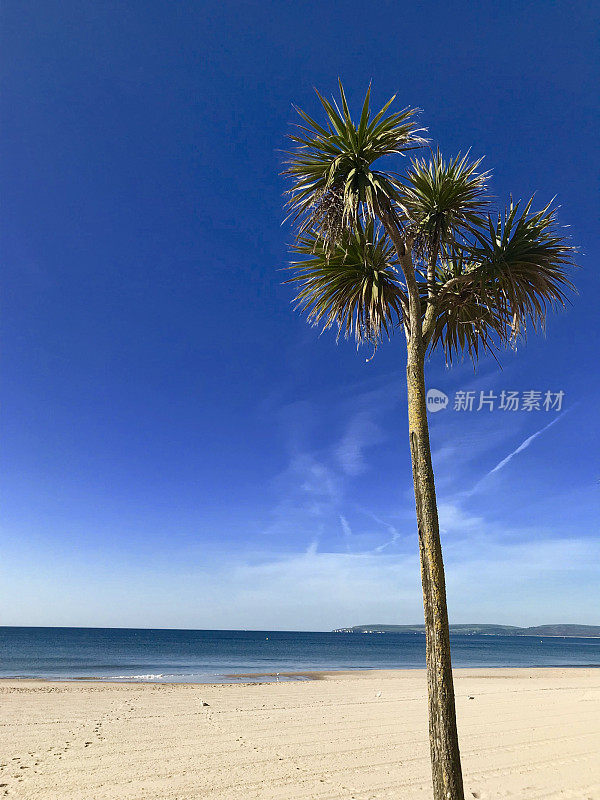 生长在伯恩茅斯海滩的热带棕榈树，英国海岸线的海边，卷心菜棕榈树，绿色叶子的卷心菜树/虫草，英国侏罗纪海岸的托贝/托基虫草棕榈树